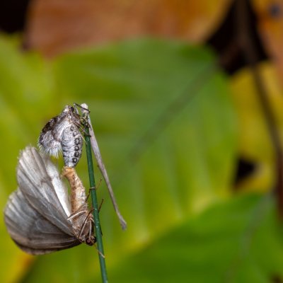 Operophtera fagata (píďalka lesní), Kývalka