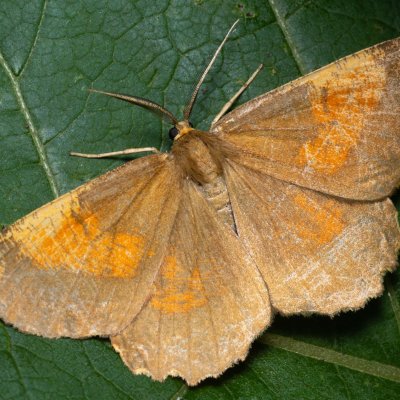 Angerona prunaria (zejkovec trnkový), Nebovidy