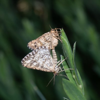 Heliomata glarearia (kropenatec žlutavý), Hády