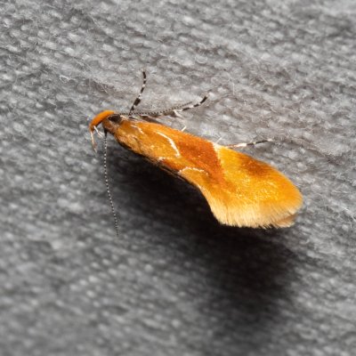 Epicallima formosella (krásněnka skořicová), Hády - lesní lom