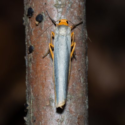 Eilema complana (lišejníkovec vroubený), Devět křížů