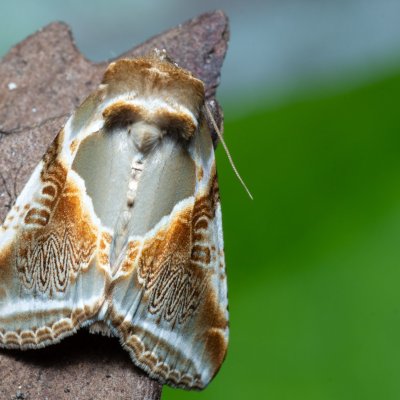 Habrosyne pyritoides (můřice bělopásná), Augšperský potok