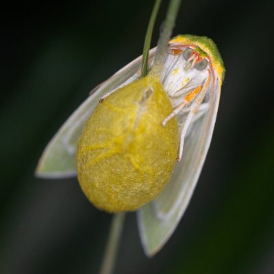 Bena bicolorana (zeleněnka dubová), Žebětín