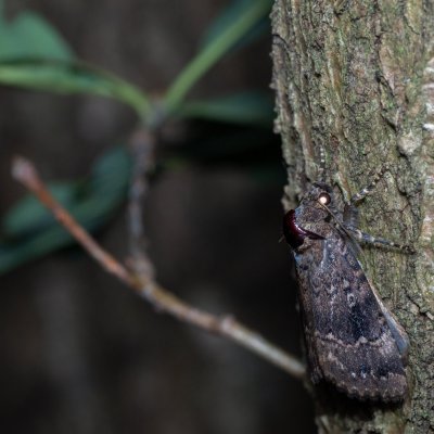 Amphipyra pyramidea (blýskavka ořešáková), Žebětín