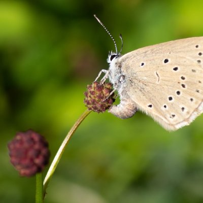 Maculinea teleius (modrásek očkovaný), PR Studnické louky