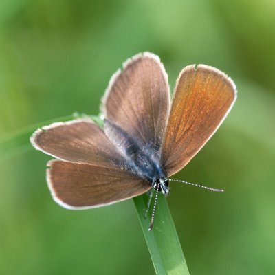 Cyaniris semiargus (modrásek lesní), SK, Štôla