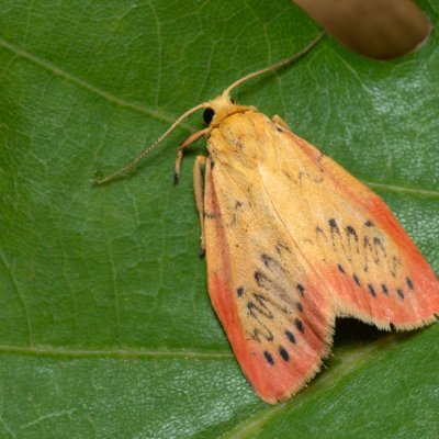 Miltochrista miniata (lišejníkovec půvabný), PP Černice