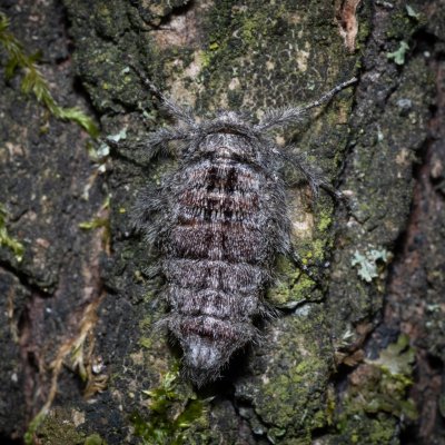 Apocheima hispidaria (drsnokřídlec dubový), Žebětín