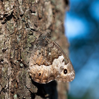 Hipparchia fagi (okáč medyňkový), PR Kamenný vrch