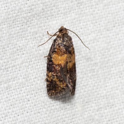 Ptycholomoides aeriferana (obaleč žlutopásný), Říčky