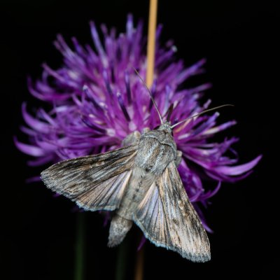 Cucullia xeranthemi (kukléřka zlatovlásková), PP Kamenný vrch u Kurdějova