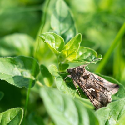 Autographa gamma (kovolesklec gama), NPP Švařec