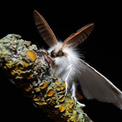 Euproctis chrysorrhoea (bekyně zlatořitná), PR Turold