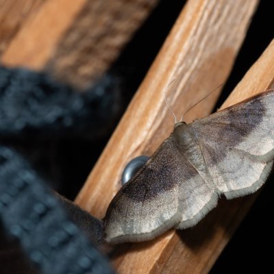 Idaea degeneraria (žlutokřídlec proměnlivý), Hornek