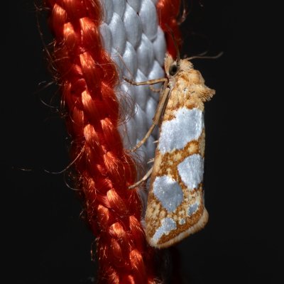 Eugnosta lathoniana (-), HR, Jablanac