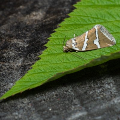 Deltote bankiana (světlopáska stříbřitá), NS Bučín
