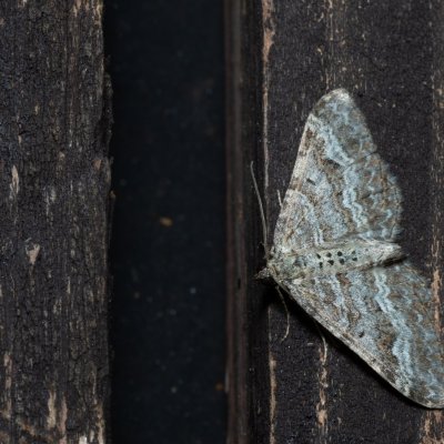 Epirrhoe molluginata (píďalka svízelová), SK, Štôla