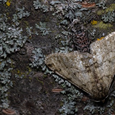 Phigalia pilosaria (drsnokřídlec hrušňový), PR Kamenný vrch
