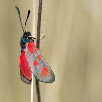 Zygaena loti (vřetenuška kozincová), PP Černice