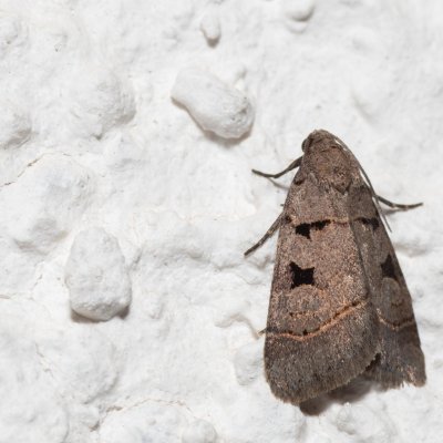 Praestilbia armeniaca (-), HR, Jablanac