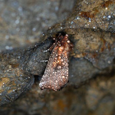 Scoliopteryx libatrix (sklepnice obecná), jeskyně Netopýrka