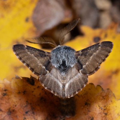 Poecilocampa populi (bourovec topolový), Žebětín