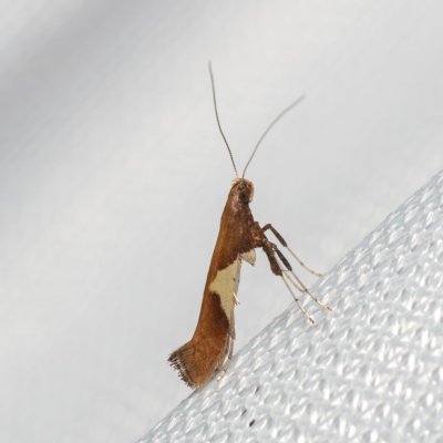 Caloptilia stigmatella (-), NPR Radostínské rašeliniště