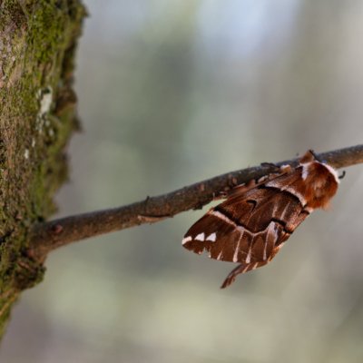 Endromis versicolora (strakáč březový), NP Podyjí