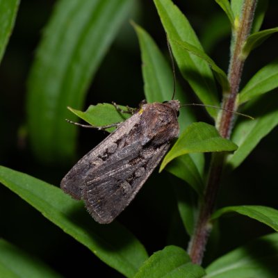 Euxoa obelisca (osenice stepní), PR Kamenný vrch