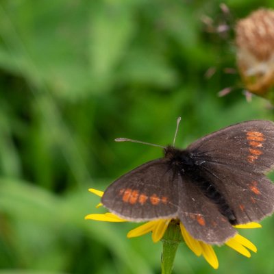 Erebia manto, SK, Zadné Meďodoly, Tatry