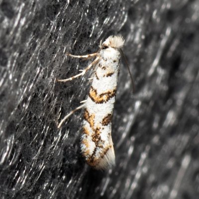 Phyllonorycter acerifoliella (klíněnka javorová), PP Střelický les