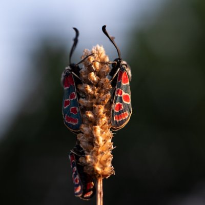 Zygaena carniolica (vřetenuška ligrusová), PR Kamenný vrch