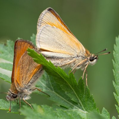 Thymelicus sylvestris (soumračník metlicový), SK, Štôla