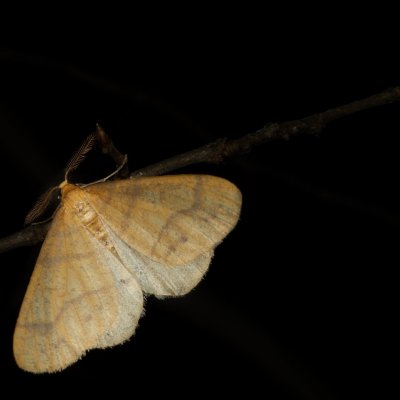Agriopis aurantiaria (tmavoskvrnáč zlatavý), PR Bosonožský hájek