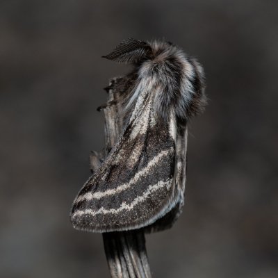 Lycia zonaria (drsnokřídlec bělopásný), PP Člupy