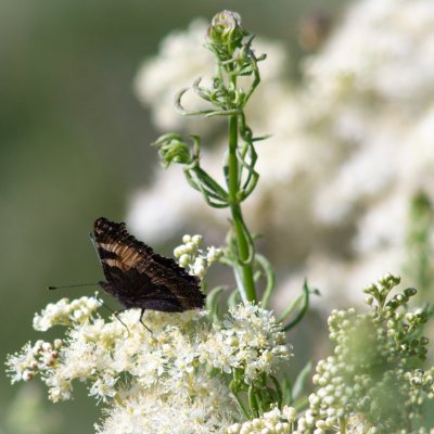 Aglais urticae (babočka kopřivová), SK, Štôla