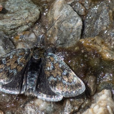 Metaxmeste phrygialis (zavíječ skalní), IT, Jaufenpass, Jižní Tyrolsko
