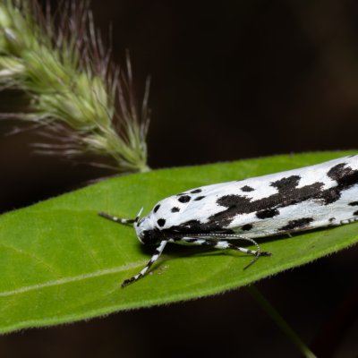 Ethmia pusiella (skvrnuška pomněnková), PP Na cvičišti
