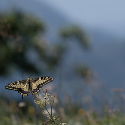 Papilio machaon (otakárek fenyklový), SLO, Jamnik