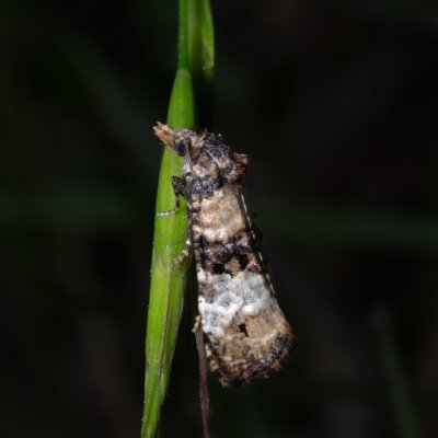 Phtheochroa pulvillana (-), NPP Červený kopec