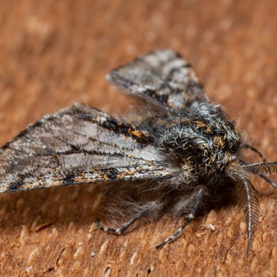 Lycia pomonaria (drsnokřídlec ovocný), Kývalka