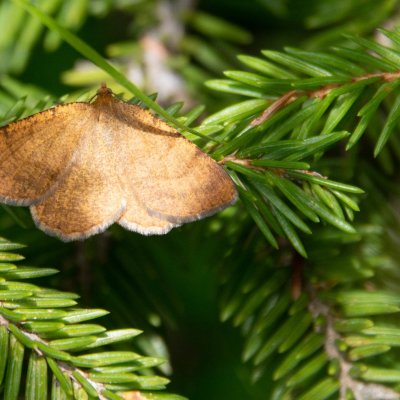 Macaria brunneata (kropenatec brusnicový), SK, NPR Furkotská dolina, Tatry