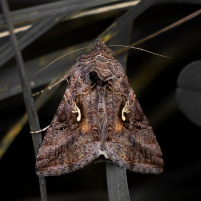 Autographa gamma (kovolesklec gama), Žebětín