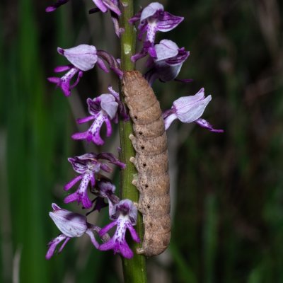 Noctua fimbriata (osenice zemáková), NPP Malhotky