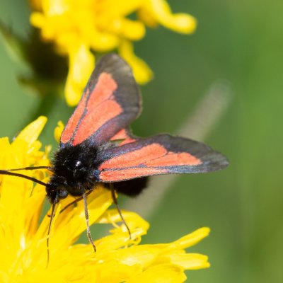 Zygaena brizae (vřetenuška třeslicová), SK, Štôla