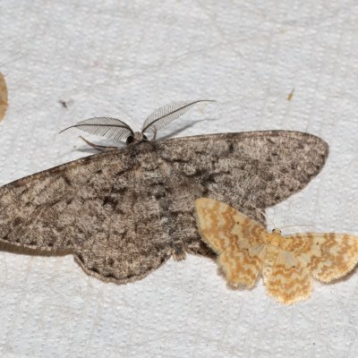 Hypomecis roboraria (různorožec dubový), Hydrelia flammeolaria (píďalka ohnivá), Žebětín