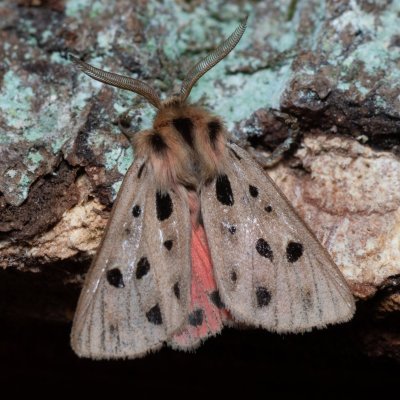 Chelis maculosa (přástevník svízelový), PP Černice