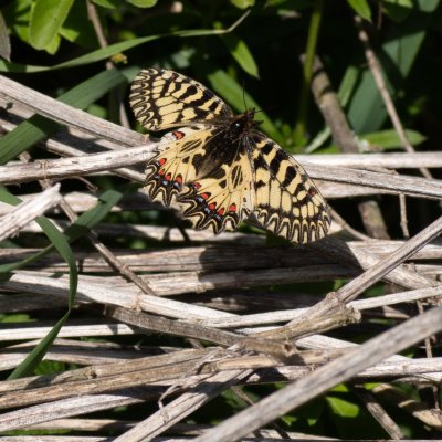 Zerynthia polyxena (pestrokřídlec podražcový), Biskoupky