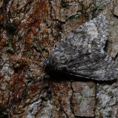 Acronicta megacephala (šípověnka velkohlavá), Hády - Ruženin lom