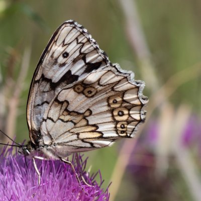 Melanargia larissa (-), HR, Cesarica
